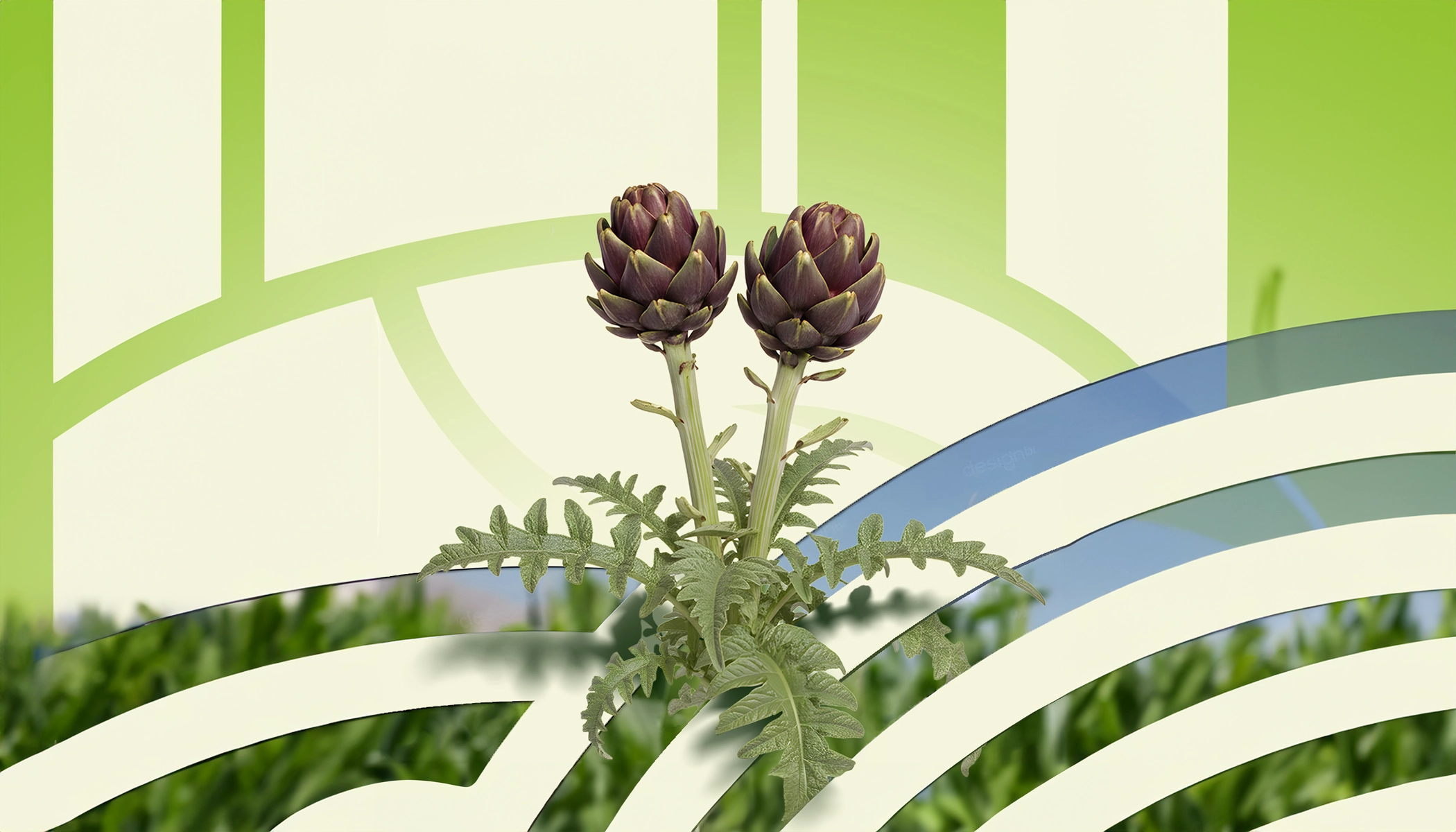 Holistik Beslenme Nedir? Faydaları Nelerdir?