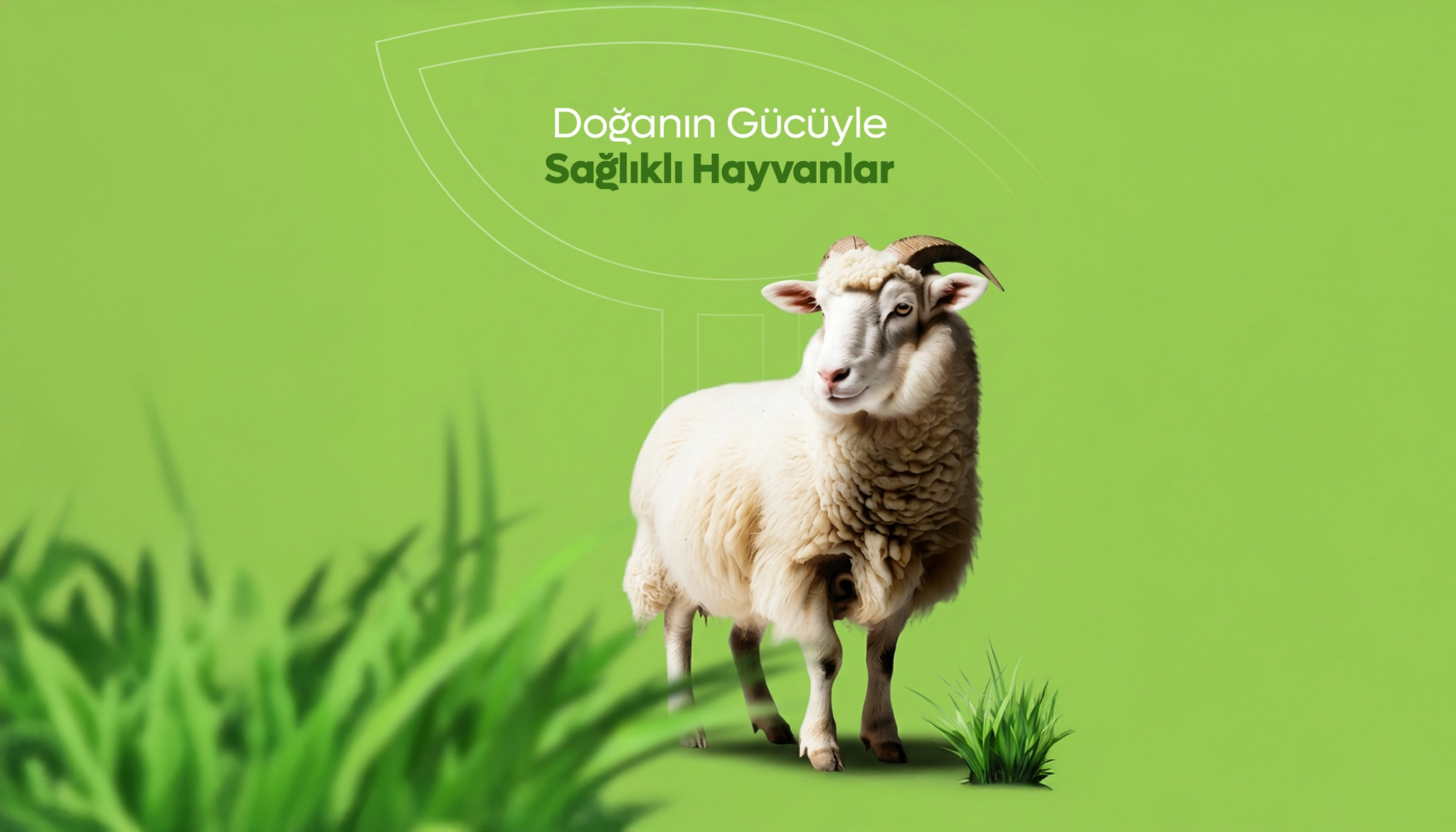 Yem Bitkileri Nelerdir? Çeşitli Kullanım Alanları