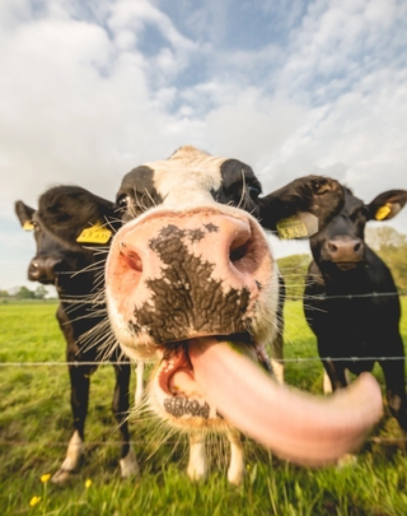 Doğal Mastitis Çözümleri