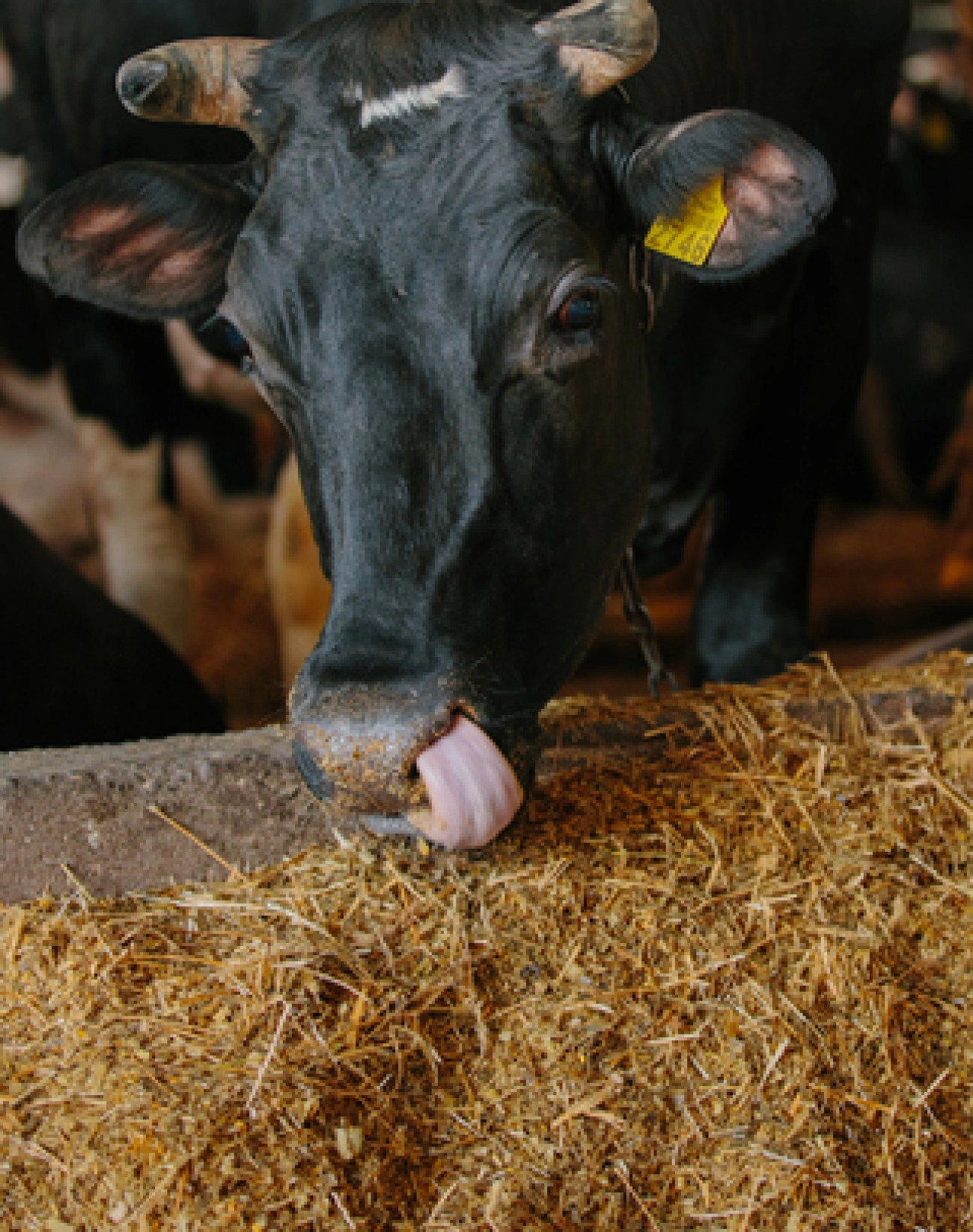 Solunum ve Bağışıklık Desteği