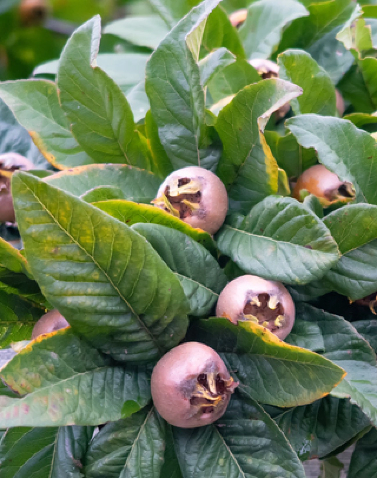 Süt Kalitesi Yönetimi